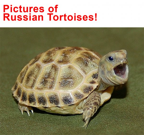 How Big Does A Russian Tortoise Get?