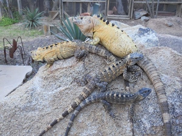 How Big Does A Spiny-Tailed Iguana Get? Size And Enclosure Requirements