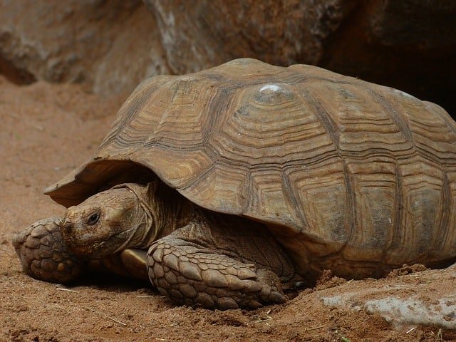 How Big Does A Sulcata Tortoise Get?