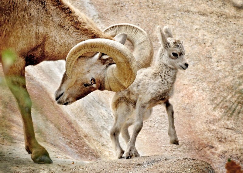 How Bighorn Sheeps Raise Their Young In The Wild
