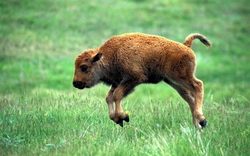 How Bisons Raise Their Young In The Wild