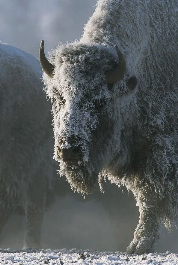 How Bisons Survive In Harsh Environments
