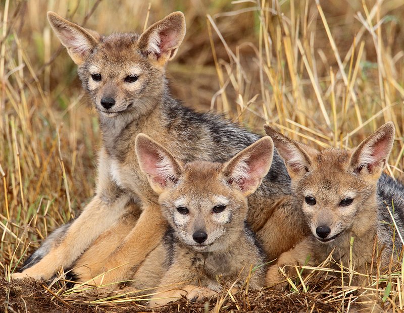 How Black-Backed Jackals Raise Their Young In The Wild
