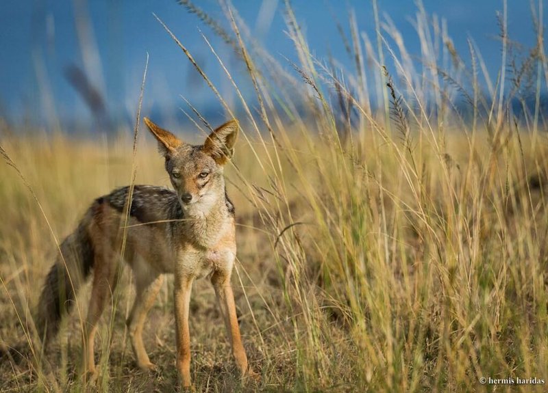 How Black-Backed Jackals Survive In Harsh Environments