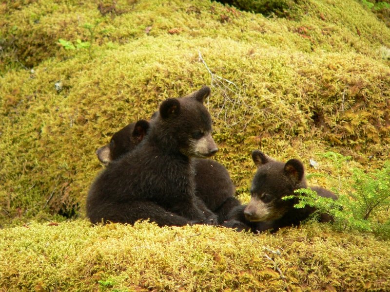 How Black Bears Raise Their Young In The Wild