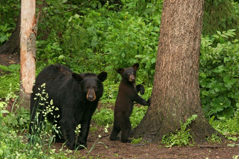 How Black Bears Survive In Harsh Environments