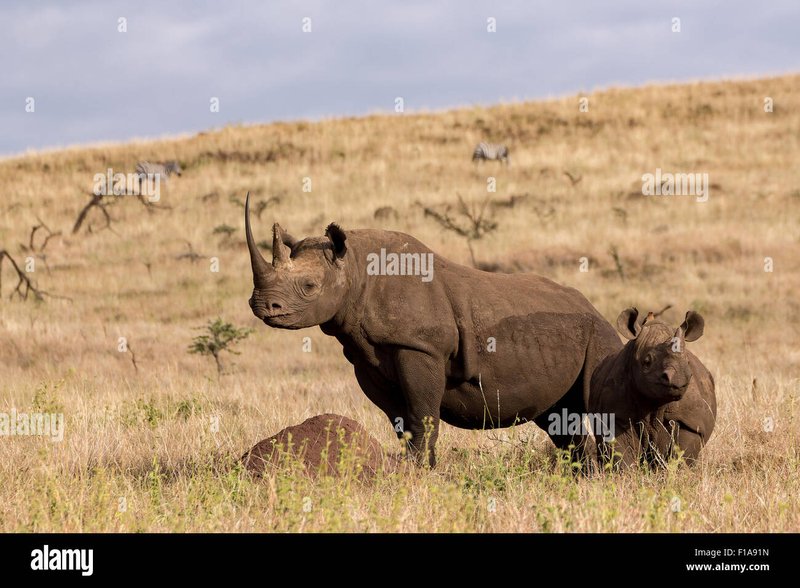 How Black Rhinoceross Raise Their Young In The Wild