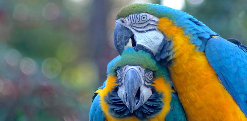 How Blue-And-Yellow Macaws Adapt To Their Environment