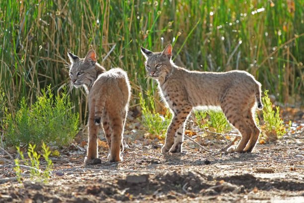How Bobcats Raise Their Young In The Wild
