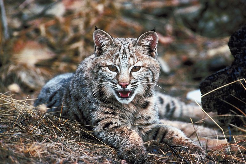 How Bobcats Survive In Harsh Environments