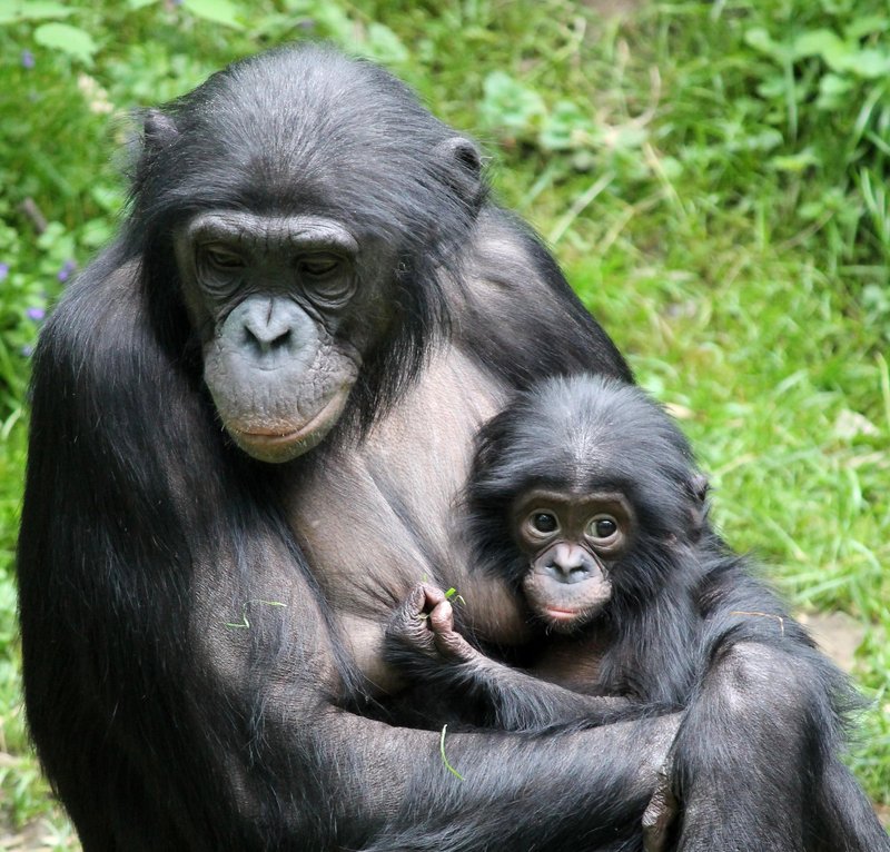 How Bonobos Raise Their Young In The Wild