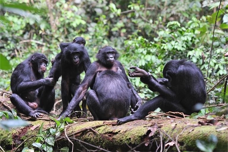 How Bonobos Survive In Harsh Environments
