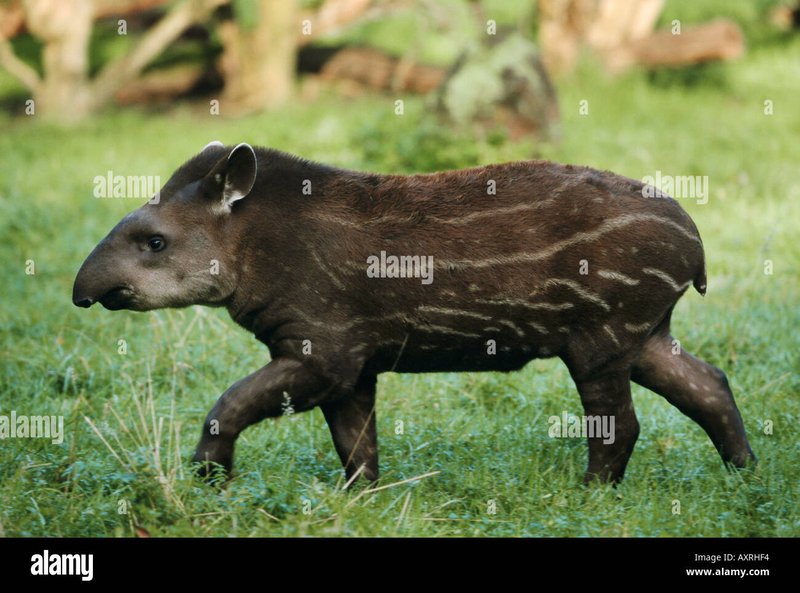 How Brazilian Tapirs Raise Their Young In The Wild