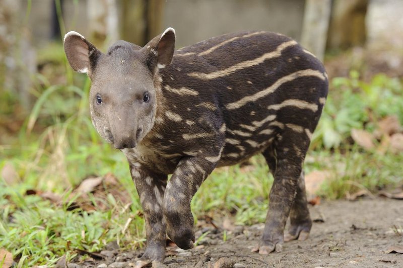 How Brazilian Tapirs Survive In Harsh Environments