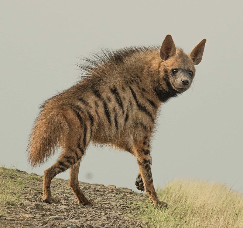 How Brown Hyenas Survive In Harsh Environments
