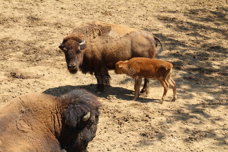 How Buffalos Raise Their Young In The Wild