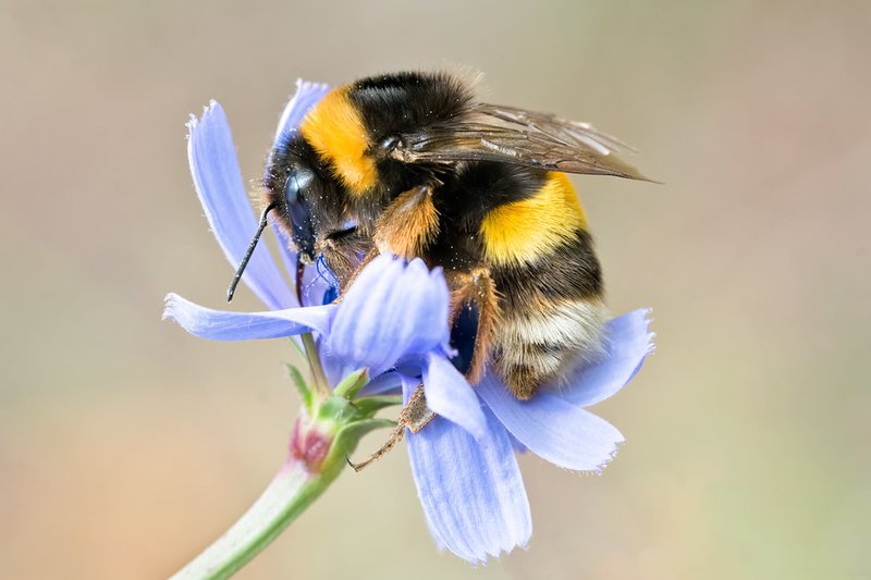 How Bumblebees Communicate And Interact