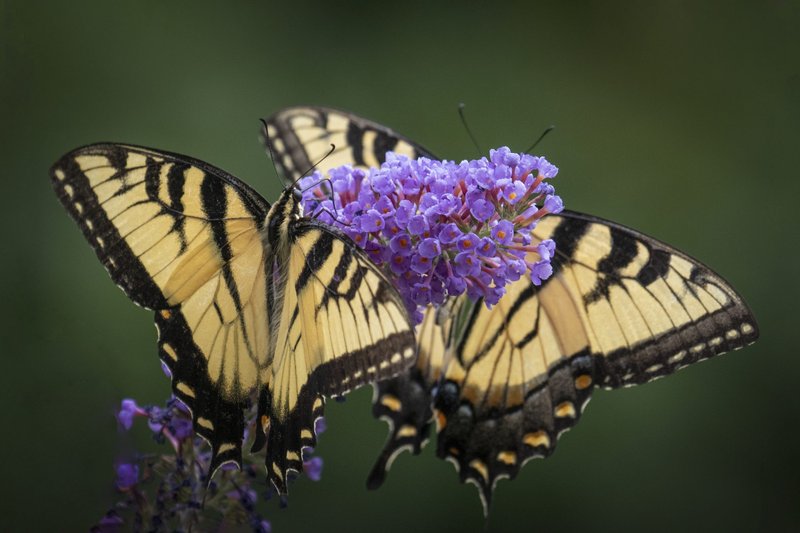 How Butterflys Communicate And Interact