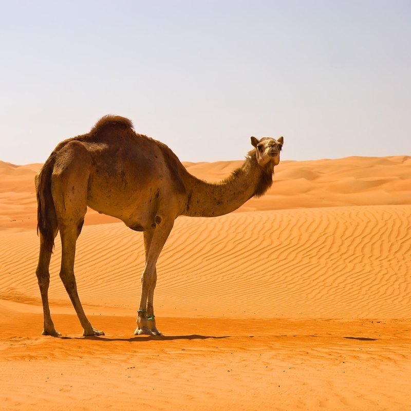 How Camels Survive In Harsh Environments
