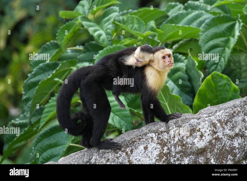How Capuchin Monkeys Raise Their Young In The Wild