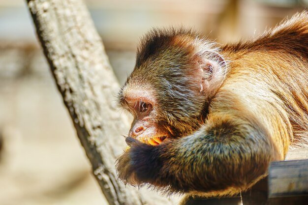 How Capuchin Monkeys Survive In Harsh Environments