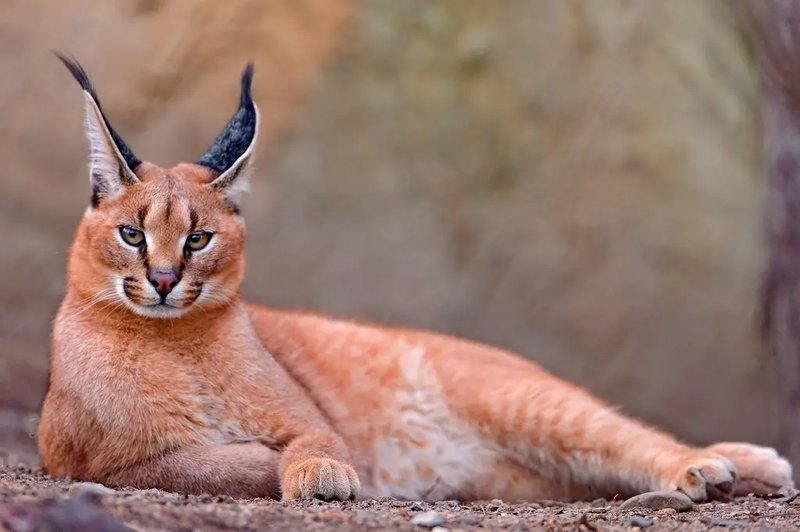 How Caracals Raise Their Young In The Wild