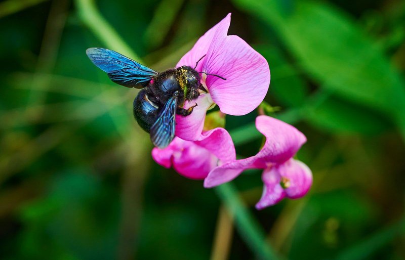 How Carpenter Bees Communicate And Interact