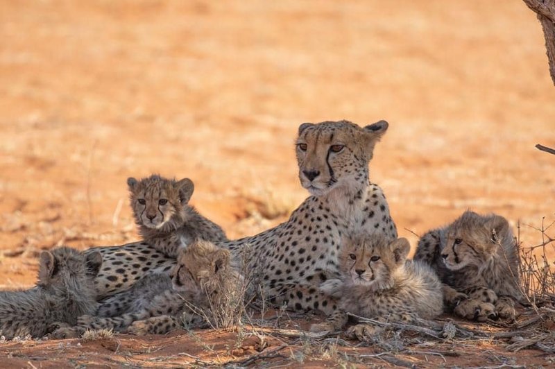 How Cheetahs Raise Their Young In The Wild