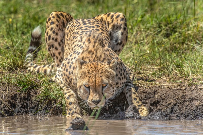 How Cheetahs Survive In Harsh Environments