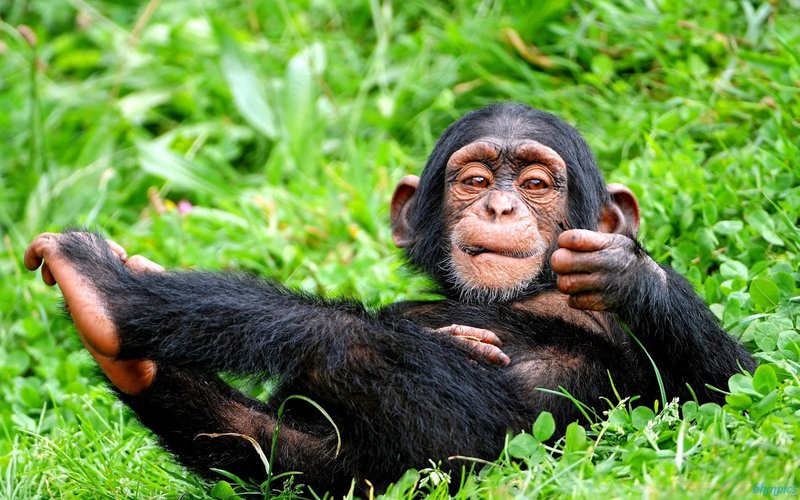 How Chimpanzees Raise Their Young In The Wild