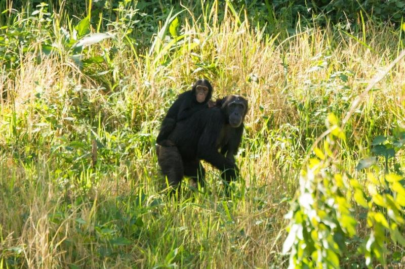 How Chimpanzees Survive In Harsh Environments