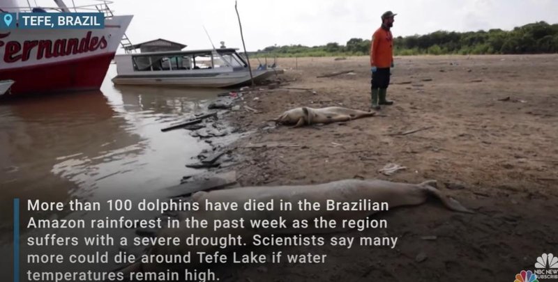 How Climate Change Is Affecting The Amazon River Dolphin