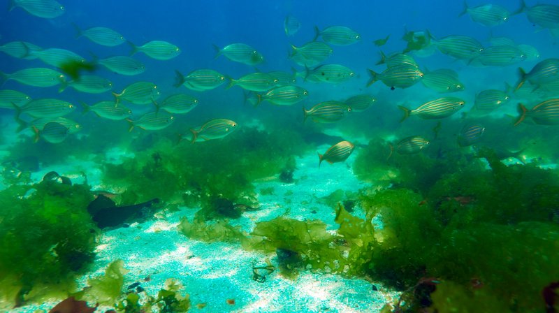 How Climate Change Is Affecting The Blue Crab