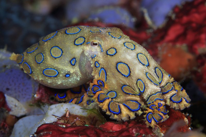 How Climate Change Is Affecting The Blue-Ringed Octopus