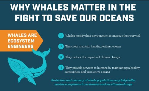 How Climate Change Is Affecting The Blue Whale