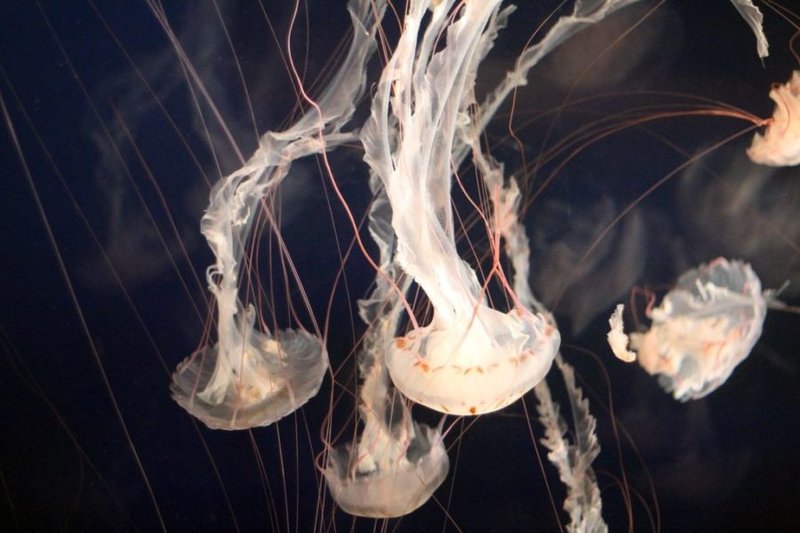 How Climate Change Is Affecting The Box Jellyfish