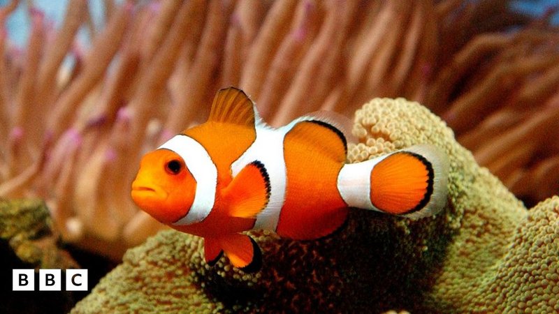 How Climate Change Is Affecting The Clownfish