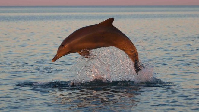 How Climate Change Is Affecting The Dolphin