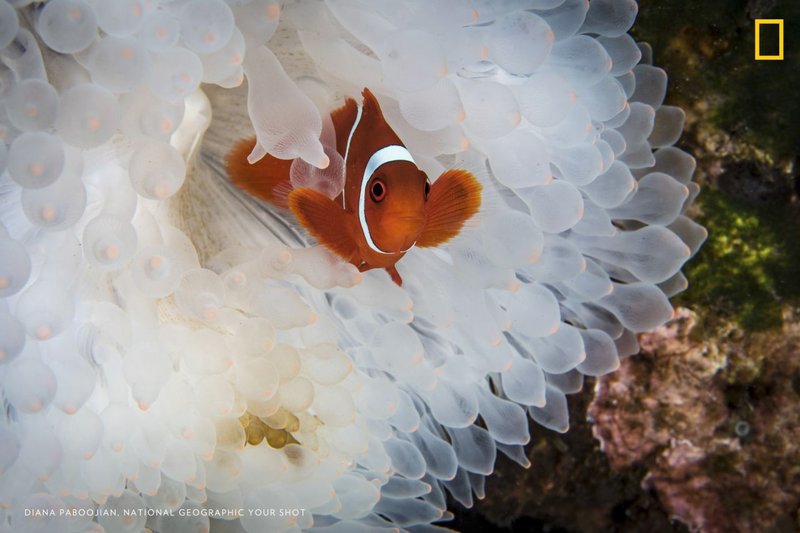 How Climate Change Is Affecting The Eel