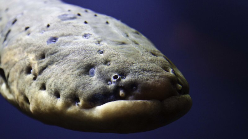 How Climate Change Is Affecting The Electric Eel