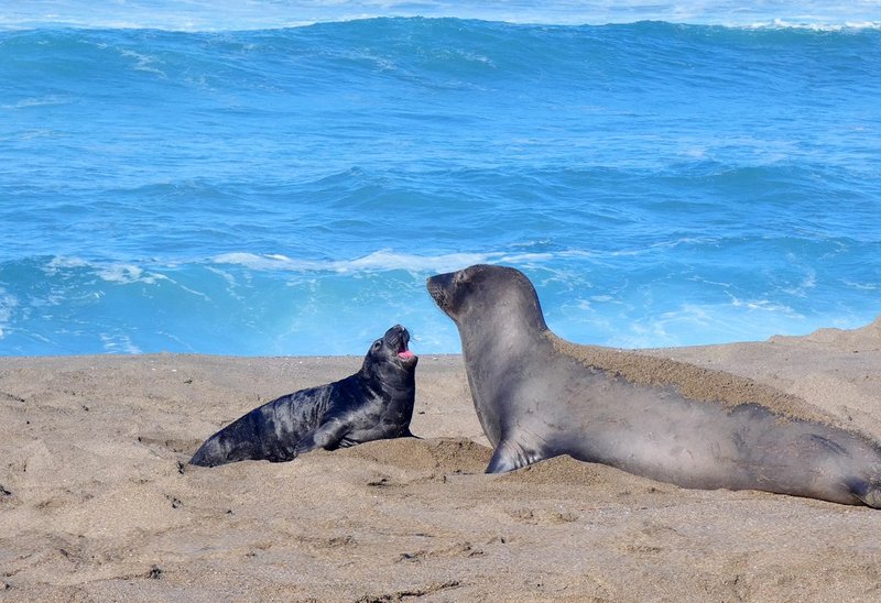 How Climate Change Is Affecting The Elephant Seal