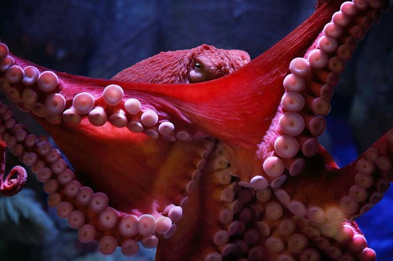 How Climate Change Is Affecting The Giant Pacific Octopus