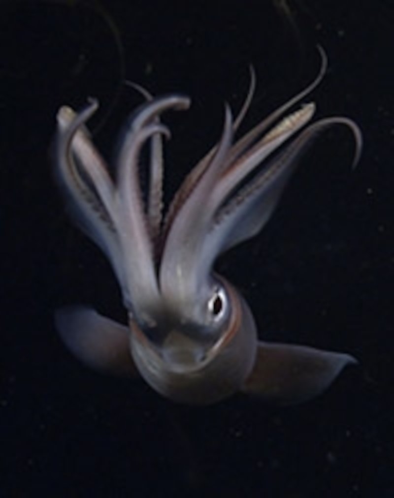 How Climate Change Is Affecting The Giant Squid