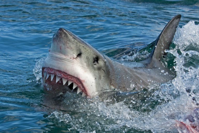 How Climate Change Is Affecting The Great White Shark