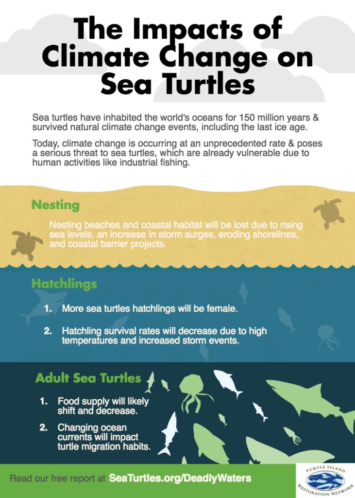 How Climate Change Is Affecting The Green Sea Turtle