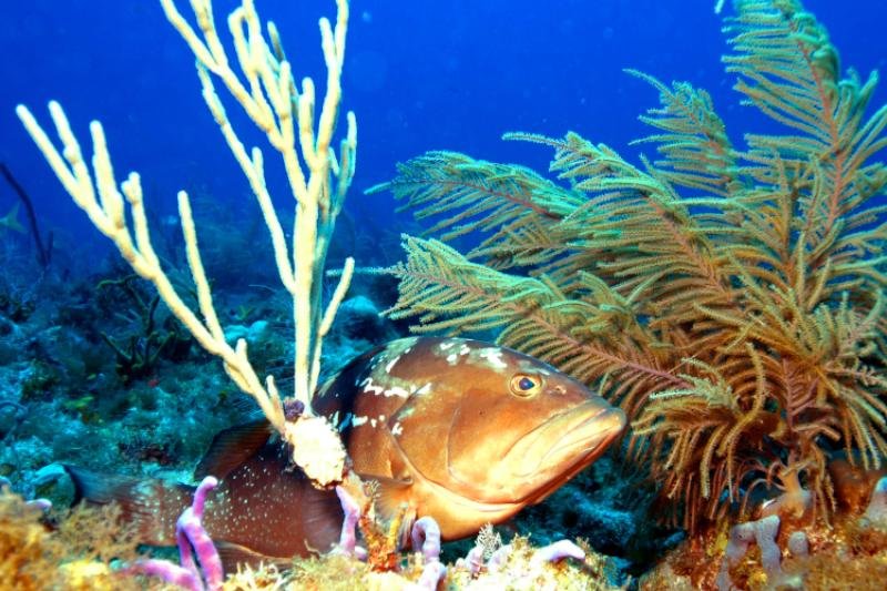 How Climate Change Is Affecting The Grouper