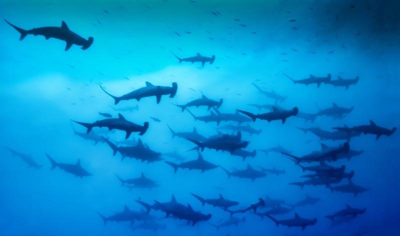 How Climate Change Is Affecting The Hammerhead Shark