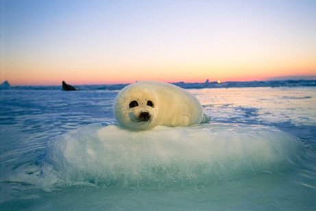 How Climate Change Is Affecting The Harbor Seal