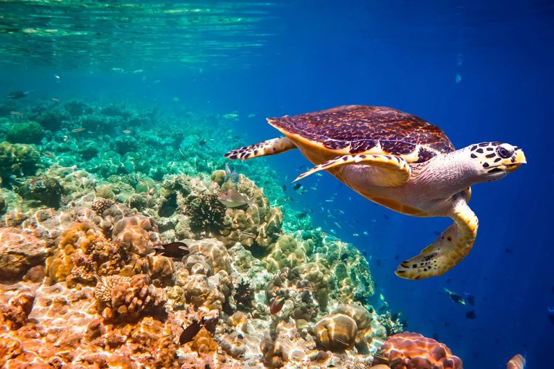 How Climate Change Is Affecting The Hawksbill Turtle