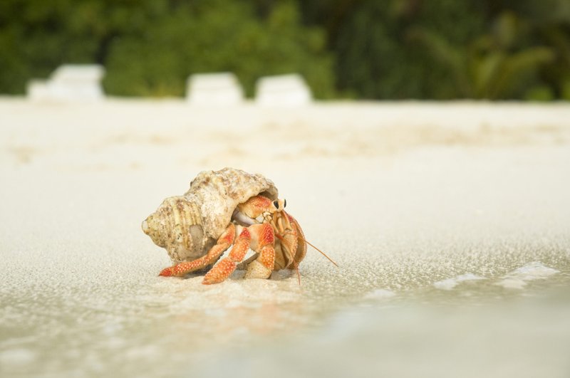 How Climate Change Is Affecting The Hermit Crab
